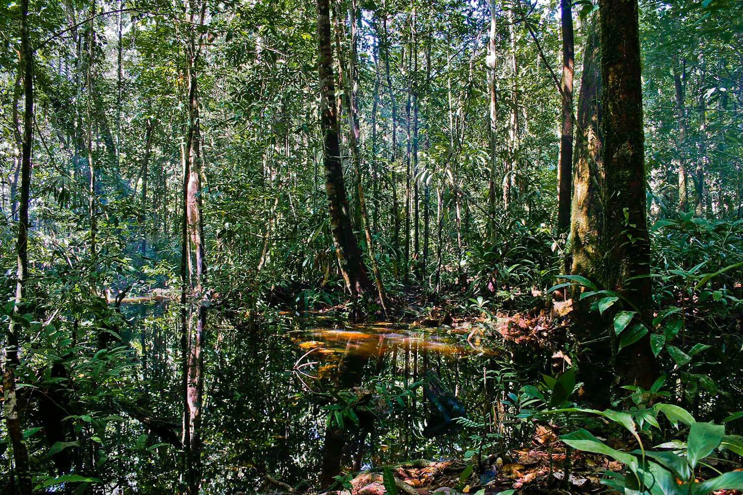 AMAZONAS 27_selva galeria_MG_3347.jpg